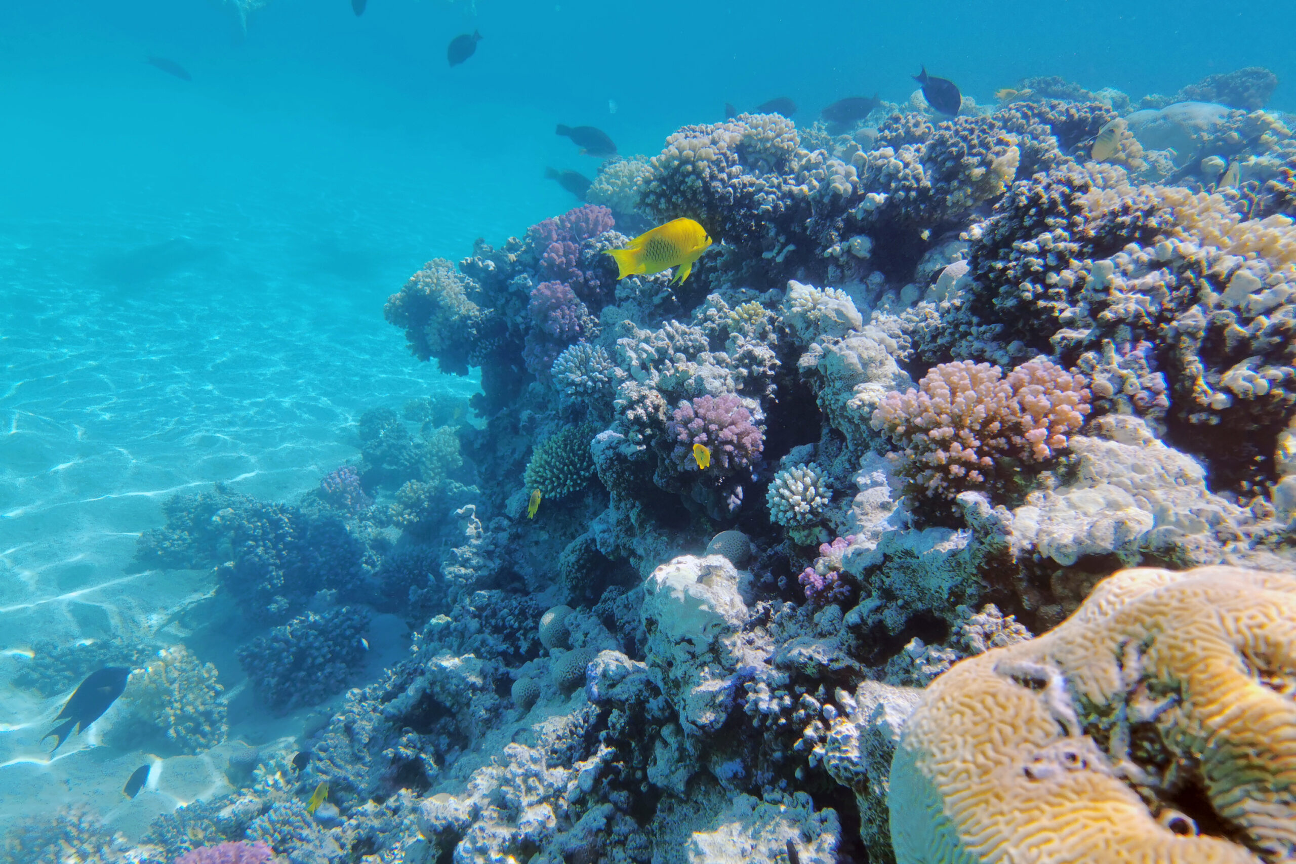 Red sea coral reef in Makadi Bay, Egypt,